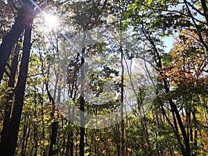 ç§‹å¤©çš„æ ‘æž—èŒ‚å¯†ï¼Œé˜³å…‰é€è¿‡é»„ç»¿ç›¸é—´çš„æ ‘å¶Autumn forest is dense, the sun shines through the leaves